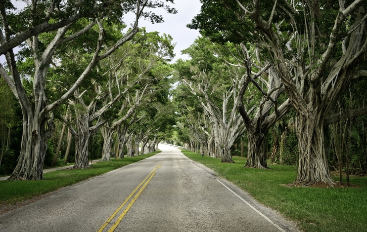 Martin County Florida Banyan Trees